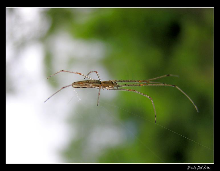 Tetragnathidae